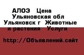 АЛОЭ › Цена ­ 100 - Ульяновская обл., Ульяновск г. Животные и растения » Услуги   